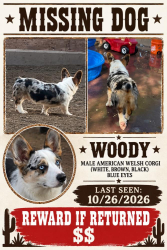 Lost Male Dog last seen Lomitas ave, Avocado Heights, CA 91746