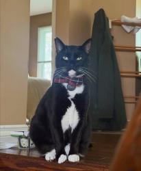 Lost Male Cat last seen Sightings in Mcfeeters Cres, Soper creek/ Mearns area, Clarington, ON 