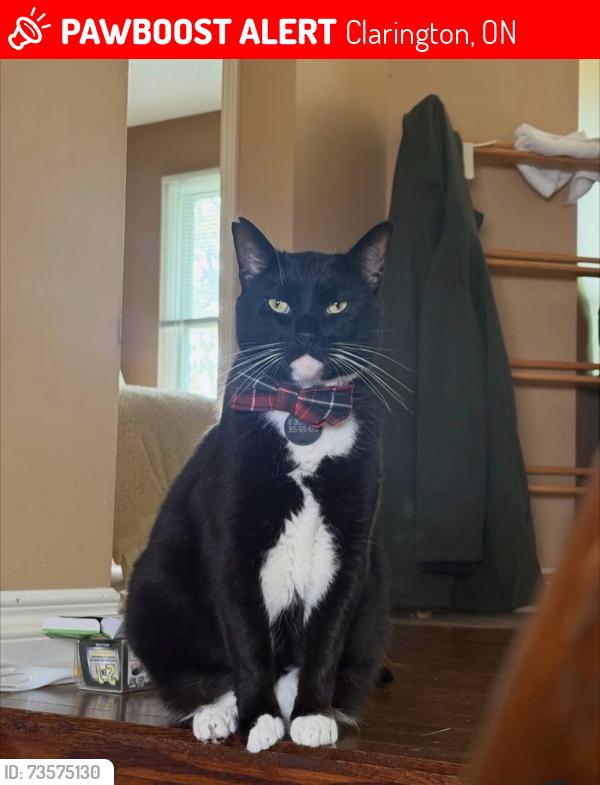 Lost Male Cat last seen Sightings in Mcfeeters Cres, Soper creek/ Mearns area, Clarington, ON 