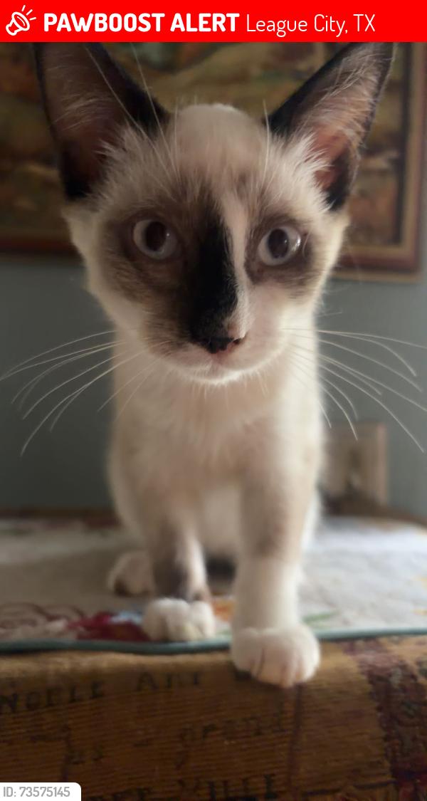 Lost Male Cat last seen Meadow bend, League City, TX 77573