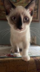 Lost Male Cat last seen Meadow bend, League City, TX 77573