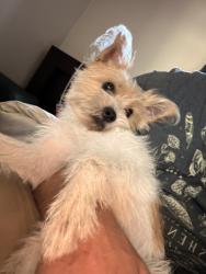 Reunited Female Dog last seen Tyler Street and Washington Boulevard, Falls Church, VA 22041