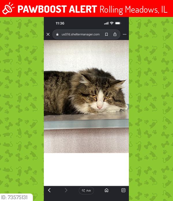 Lost Male Cat last seen Chichester on asbury, Rolling Meadows, IL 60008