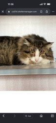 Lost Male Cat last seen Chichester on asbury, Rolling Meadows, IL 60008