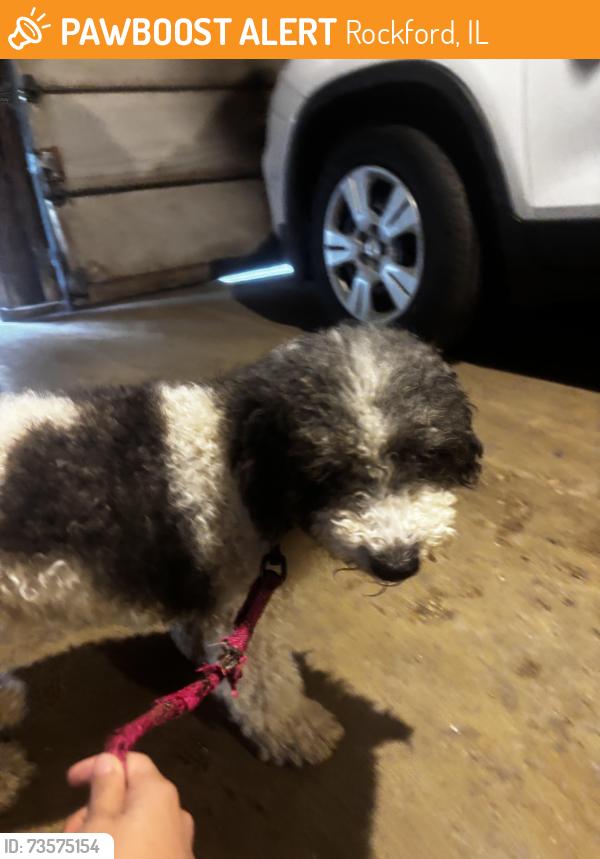 Found/Stray Female Dog last seen Latham st and brown, Rockford, IL 61103