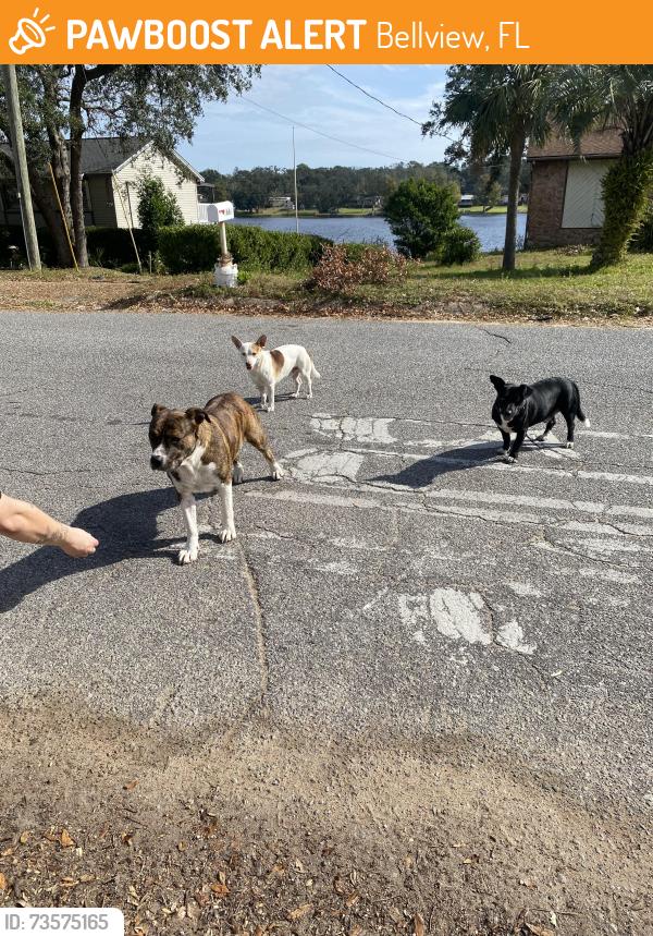 Found/Stray Female Dog last seen Michigan Street, Bellview, FL 32526
