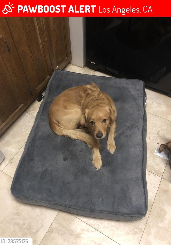 Lost Male Dog last seen Victory and fulton, Los Angeles, CA 91606