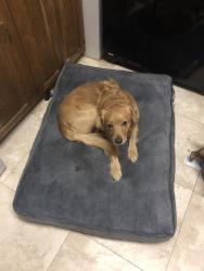 Lost Male Dog last seen Victory and fulton, Los Angeles, CA 91606