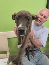 Shelter Stray Male Dog last seen Near BLOCK E KENTUCKY, 3528 Newburg Rd, Louisville, KY 40218, USA