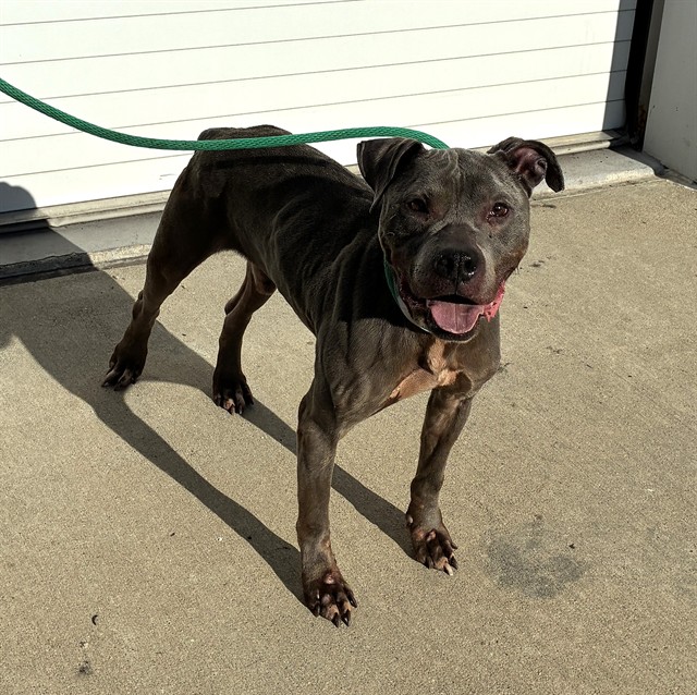 Shelter Stray Male Dog last seen Near BLOCK NORTHWEST PARKWAY, 3528 Newburg Rd, Louisville, KY 40218, USA