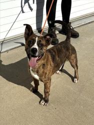 Shelter Stray Male Dog last seen Near BLOCK HUNTINGTON PARK DR, 3528 Newburg Rd, Louisville, KY 40218, USA