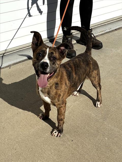 Shelter Stray Male Dog last seen Near BLOCK HUNTINGTON PARK DR, 3528 Newburg Rd, Louisville, KY 40218, USA
