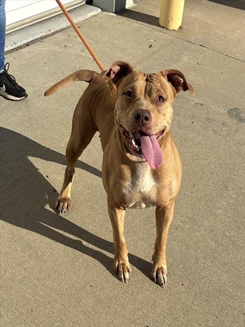 Shelter Stray Female Dog last seen Near BLOCK N 28TH ST, 3528 Newburg Rd, Louisville, KY 40218, USA