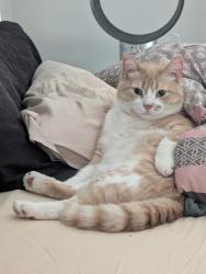 Lost Male Cat last seen Dixie and Queensway, Mississauga, ON L4X 1J5