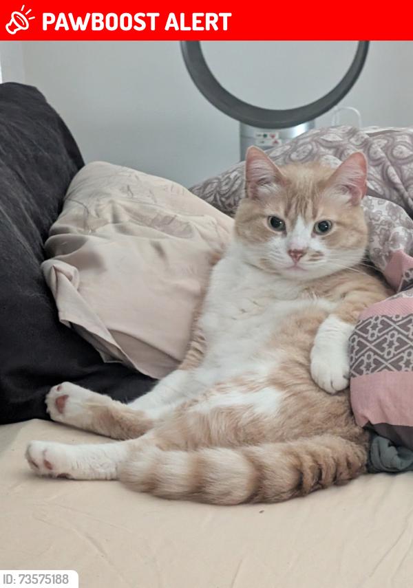 Lost Male Cat last seen Dixie and Queensway, Mississauga, ON L4X 1J5