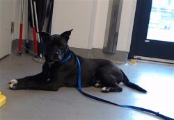 Shelter Stray Male Dog last seen HYDE/MARKET, 1419 Bryant St, San Francisco, CA 94103, USA