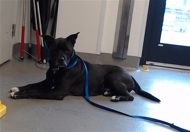 Shelter Stray Male Dog last seen HYDE/MARKET, 1419 Bryant St, San Francisco, CA 94103, USA