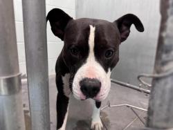 Shelter Stray Male Dog last seen PGA DR SORRENTO, 12280 County Rd 448, Tavares, FL 32778, USA