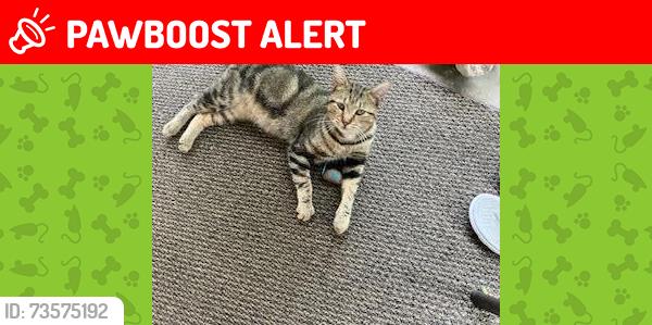 Lost Male Cat last seen Borgman and Scotia, Huntington Woods, MI 48070