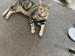 Lost Male Cat last seen Borgman and Scotia, Huntington Woods, MI 48070