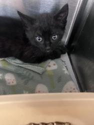Shelter Stray Female Cat last seen Near Theodore Ln, New Bern, NC, 1639 Old Airport Rd, New Bern, NC 28562, USA
