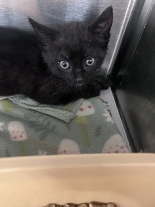 Shelter Stray Female Cat last seen Near Theodore Ln, New Bern, NC, 1639 Old Airport Rd, New Bern, NC 28562, USA