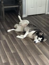 Reunited Female Dog last seen Pinebluff st Springhill fl 34609, Spring Hill, FL 34609