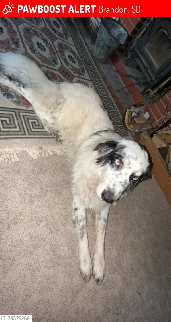Lost Male Dog last seen Brandon golf course, Brandon, SD 57005