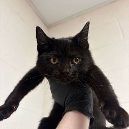 Shelter Stray Female Cat last seen Near hillview ave, Knox County GP, TN, 3201 Division St, Knoxville, TN 37919, USA