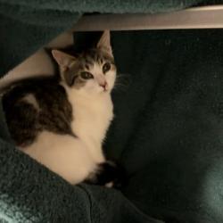 Shelter Stray Unknown Cat last seen Sunnyside St, Stoughton, City of, WI, 5132 Voges Rd, Madison, WI 53718, USA