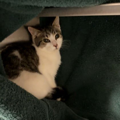 Shelter Stray Unknown Cat last seen Sunnyside St, Stoughton, City of, WI, 5132 Voges Rd, Madison, WI 53718, USA