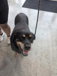 Shelter Stray Female Dog last seen , , TX, 355 Hillshire Dr, Haslet, TX 76052, USA