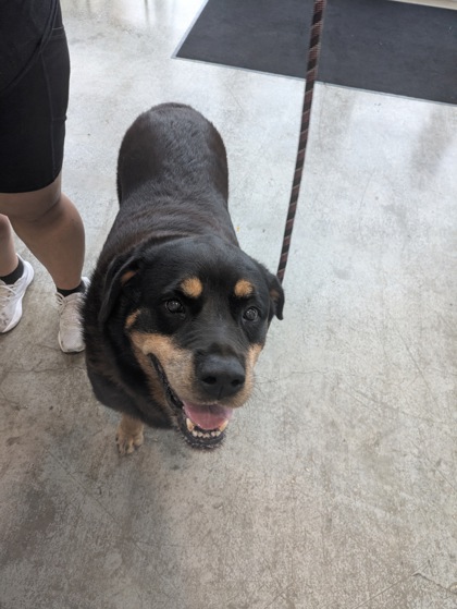 Shelter Stray Female Dog last seen , , TX, 355 Hillshire Dr, Haslet, TX 76052, USA