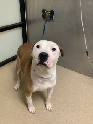 Shelter Stray Male Dog last seen , , TX, 355 Hillshire Dr, Haslet, TX 76052, USA