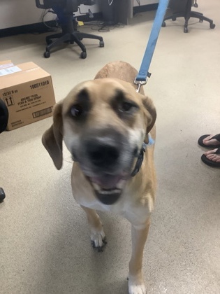 Shelter Stray Male Dog last seen , North District, TX, 355 Hillshire Dr, Haslet, TX 76052, USA