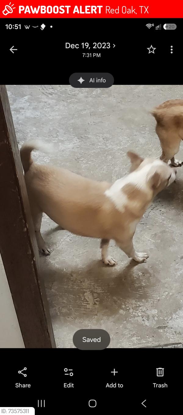 Lost Male Dog last seen Near dollar general ovilla in red oak near junior's barbecue, Red Oak, TX 75154