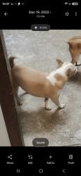 Lost Male Dog last seen Near dollar general ovilla in red oak near junior's barbecue, Red Oak, TX 75154