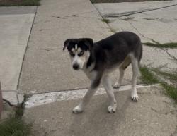 Lost Male Dog last seen Zelda Davis Elementary school / SPCALA, Hawthorne, CA 90250