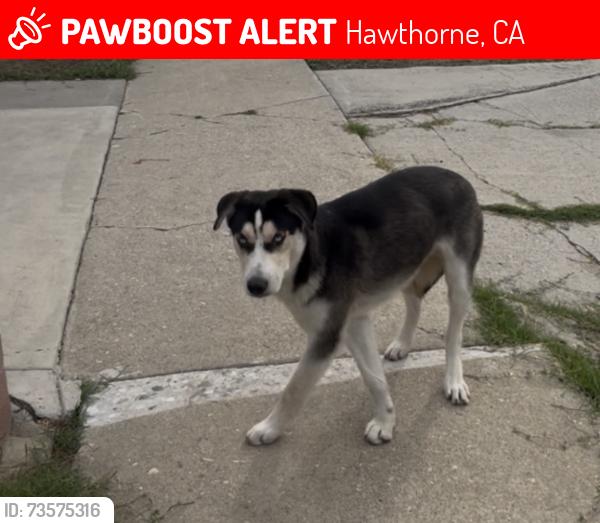Lost Male Dog last seen Zelda Davis Elementary school / SPCALA, Hawthorne, CA 90250