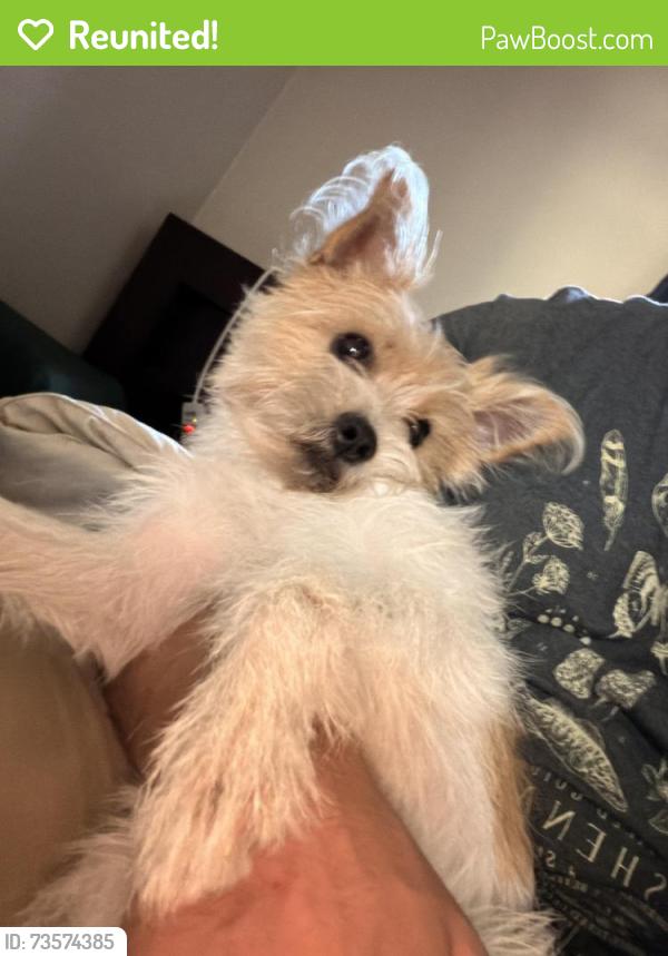 Reunited Female Dog last seen Tyler Street and Washington Boulevard, Falls Church, VA 22041
