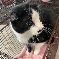 Shelter Stray Male Cat last seen e 29th and capitol, DES MOINES, IA, 50314, Des Moines, IA 50313