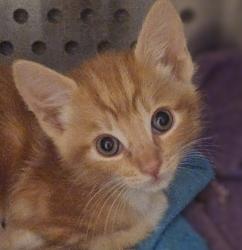 Shelter Stray Male Cat last seen Near Pardee Drive, OAKLAND, CA, 94601, 8323 Baldwin St, Oakland, CA 94621, USA