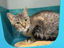 Shelter Stray Female Cat last seen E Burnside Ave, BRONX, NY, 10453, 326 E 110th St, New York, NY 10029, USA