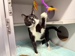 Shelter Stray Male Cat last seen Near Dewey Avenue, BRONX, NY, 10465, 326 E 110th St, New York, NY 10029, USA