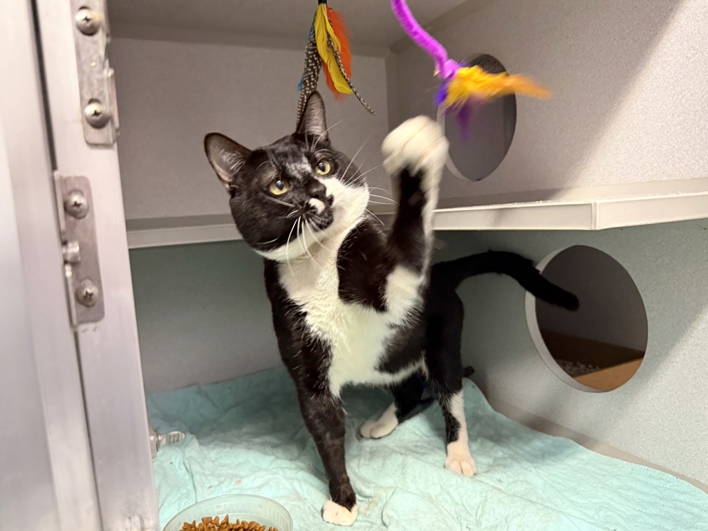 Shelter Stray Male Cat last seen Near Dewey Avenue, BRONX, NY, 10465, 326 E 110th St, New York, NY 10029, USA