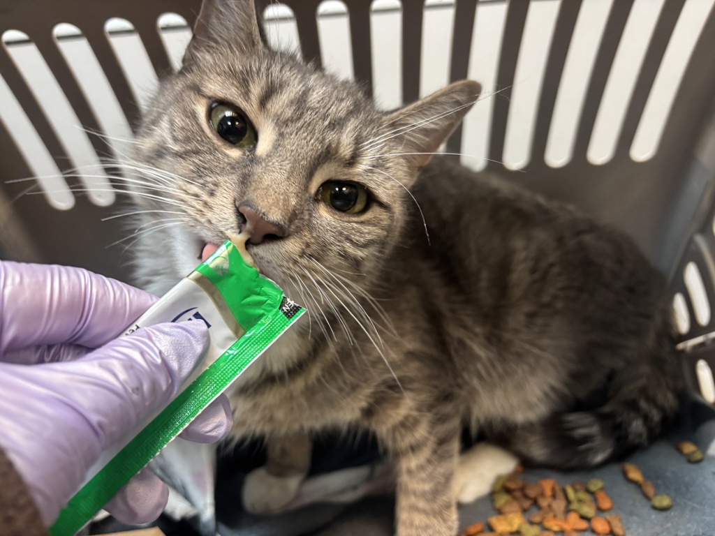 Shelter Stray Female Cat last seen Apt 5D,2074 Aurthur Avenue, BRONX, NY, 10457, 326 E 110th St, New York, NY 10029, USA