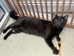 Shelter Stray Male Cat last seen Near Old Broadway, NEW YORK, NY, 10027, 326 E 110th St, New York, NY 10029, USA