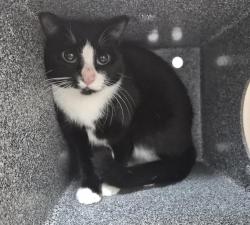 Shelter Stray Male Cat last seen E Tremont Ave, BRONX, NY, 10462, 326 E 110th St, New York, NY 10029, USA