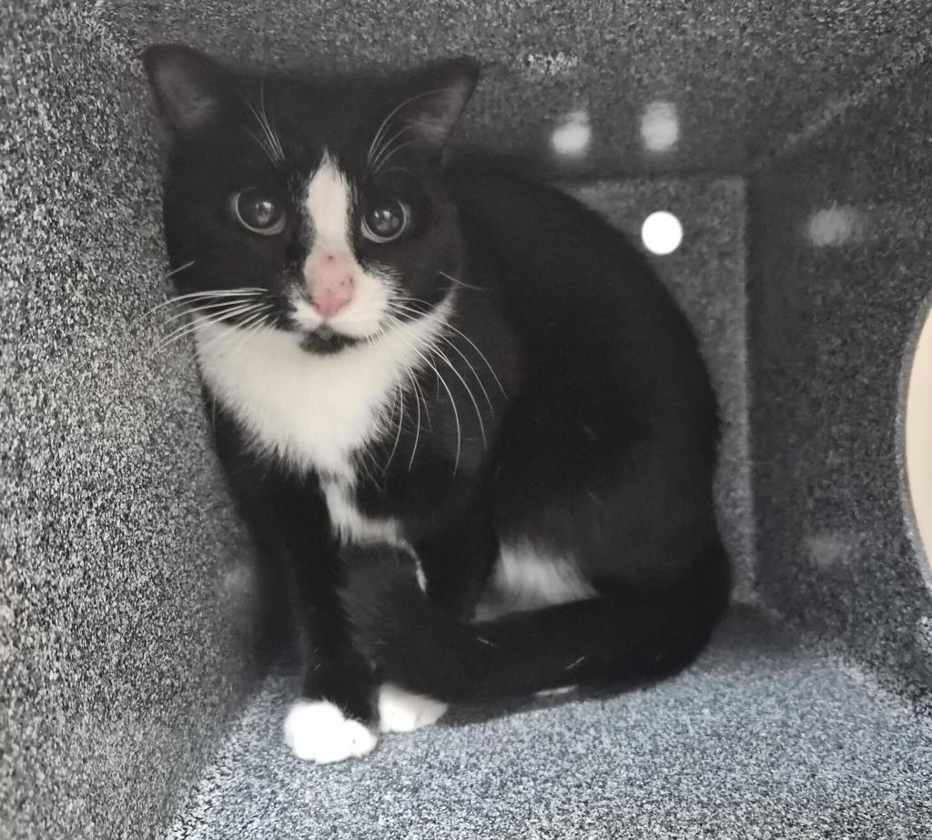 Shelter Stray Male Cat last seen E Tremont Ave, BRONX, NY, 10462, 326 E 110th St, New York, NY 10029, USA