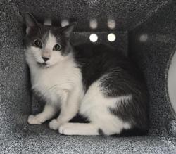Shelter Stray Unknown Cat last seen E Tremont Ave, BRONX, NY, 10462, 326 E 110th St, New York, NY 10029, USA